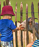 Bild Kinder beim Tiere füttern