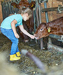 Bild Mutprobe, Kinder füttern eine Kuh aus der Hand