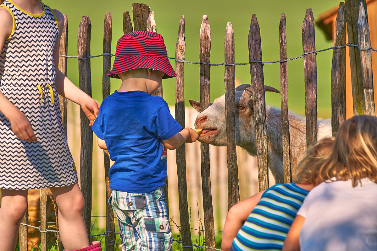Bild von Kindern beim füttern einer Ziege
